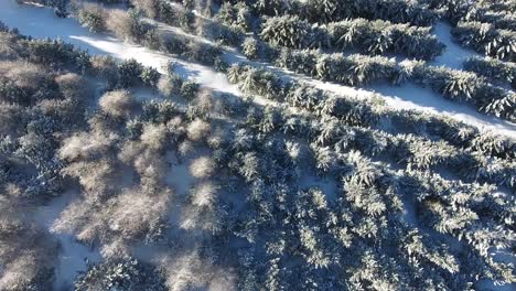 Wunderschöner-Vertikaler-Blick-über-Verschneite-Wälder-In-Frankreich.-Sonniger-Tag,-Drohnenschuss